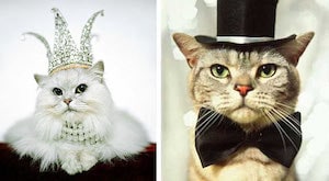 Rich cats